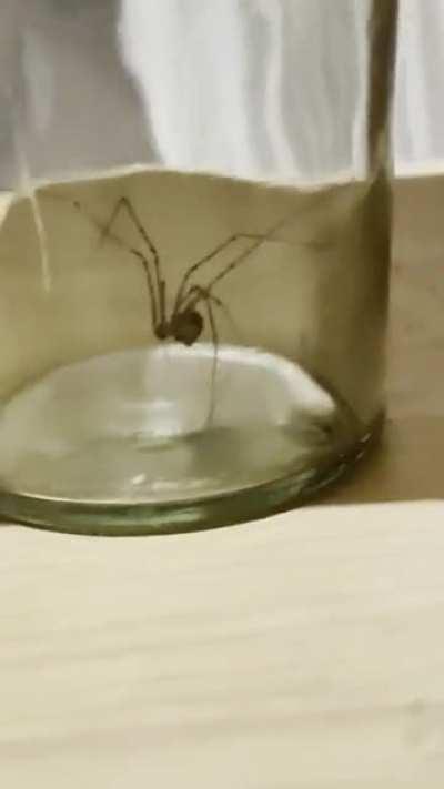 Imprisoned daddy long legs casually shakes ass