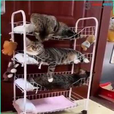 bunk beds for cats