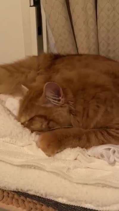 Bedtime ritual (Part 2). Finally settled in.