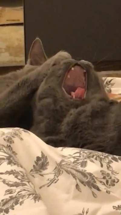 Attempted to take a cute video of my cats licking each other, and then this happened