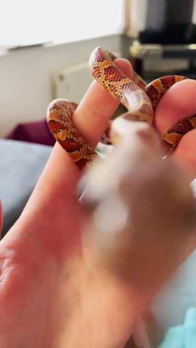 A very close up blblblblblblblblbl from noodle the corn snake!