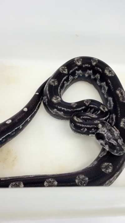 Looks so cool after shed!