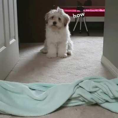 Hairy Houdini does a magic