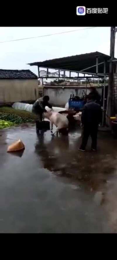 这只猪为什么不冷眼旁观