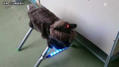 Электронное пугало против медведей. На Хоккайдо раскупается как горячие пирожки (уже поставлено 68 штук). Звуковая библиотека насчитывает 200 сэмплов.