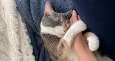My new cat holds me while she sleeps!