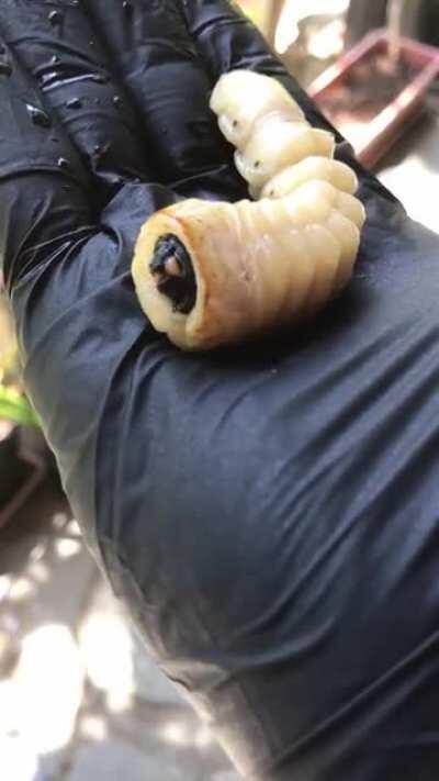 What is this giant bitey bug/worm/larva/grub? (found in soil, N. California)