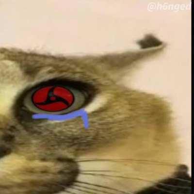 I spent over an hour on this please don't let it die in new