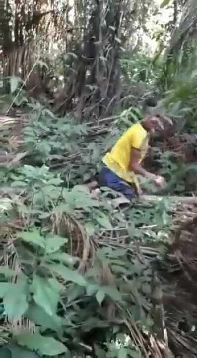 Arará do peito amarelo saindo do ninho pela primeira vez