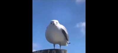 Perfectly cut SCREAAAA- part one