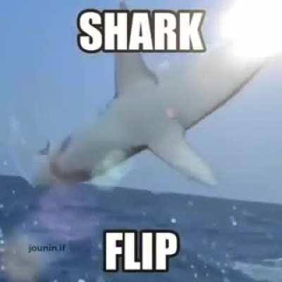 Shark flip