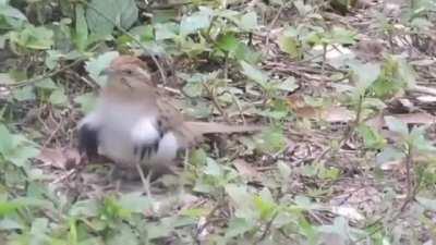 Local bird when rise is playing again