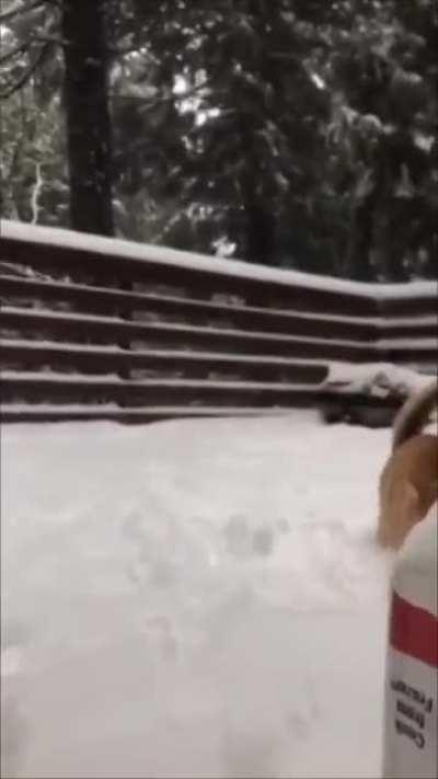 caT HAs HyPotHERMIa-iNdUcED sEIzurE When FUckIng thrOwn INto ThE snoW by aBusivE owner