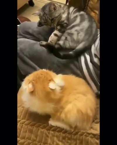 Target took the bait...