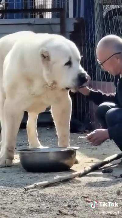 This absolute unit or a dog. Thought it was a polar bear at first.