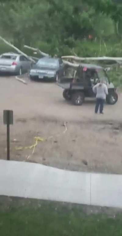 my landlord cutting down a tree in June
