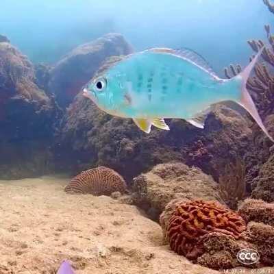 🔥 Gyroscopically Stable Fish (Yellowfin mojarra)