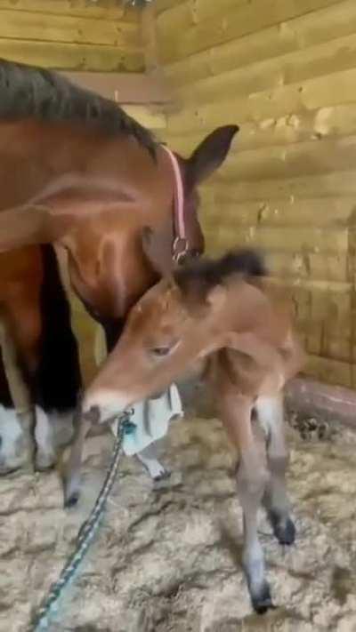Mare who lost her foal becomes foster mom