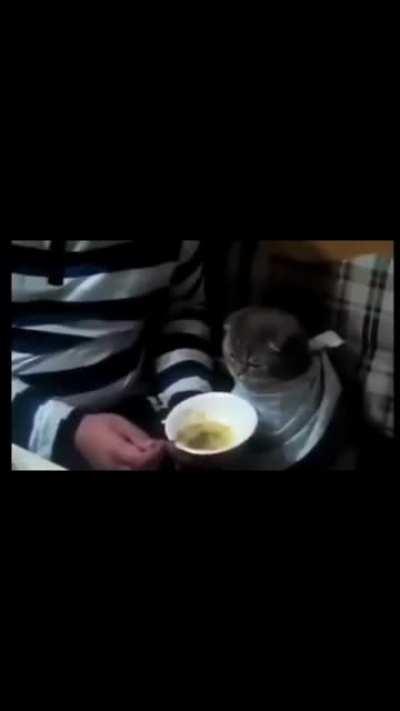 A Turkish man feeds his cat like a baby