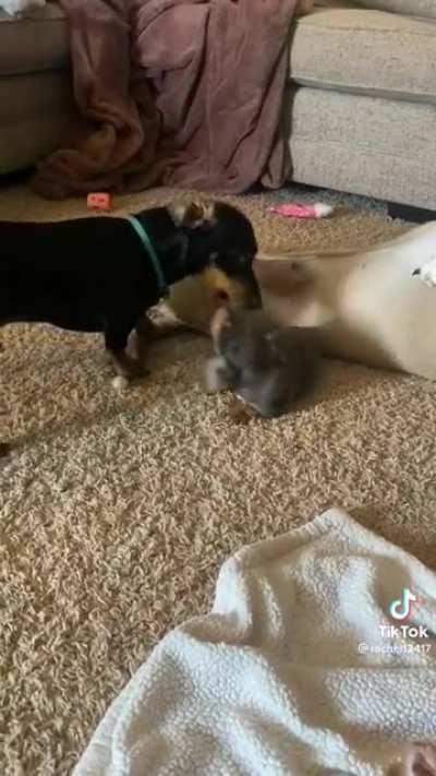 I didnt even see the third dog at first