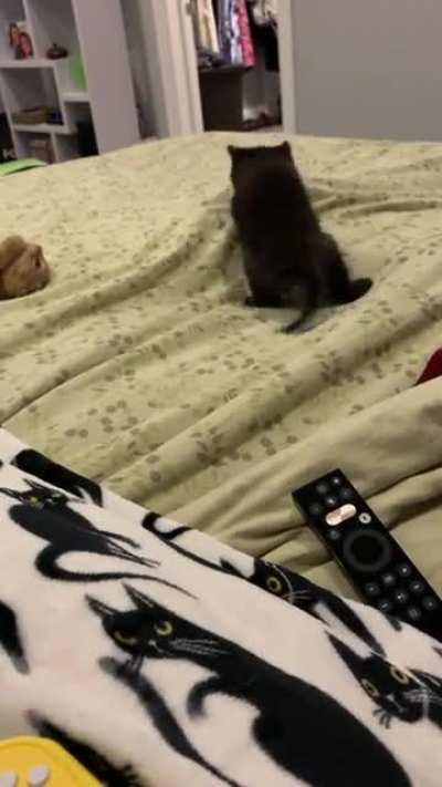 Pointy tail is spooked by feet under the sheet