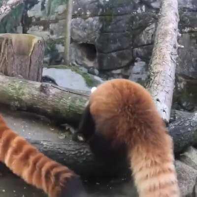 Cute Red pandas playing on Trees