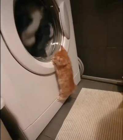 Curious laundry kitt