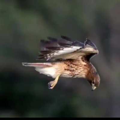🔥 This red-tailed hawk is seemingly suspended in the air. Its head is perfectly still while its body stabilizes around it.