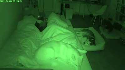 Съемка сна с домашними животными