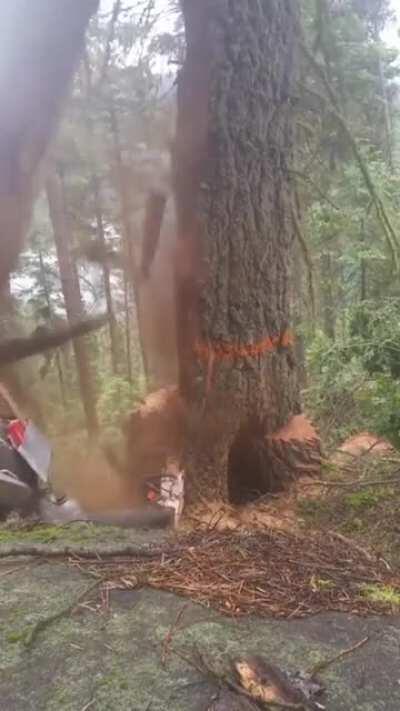 Случай на делянке