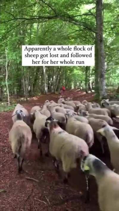 Sheeps following hiker after losing the Shepherd