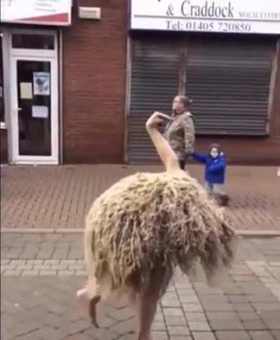 Ostrich