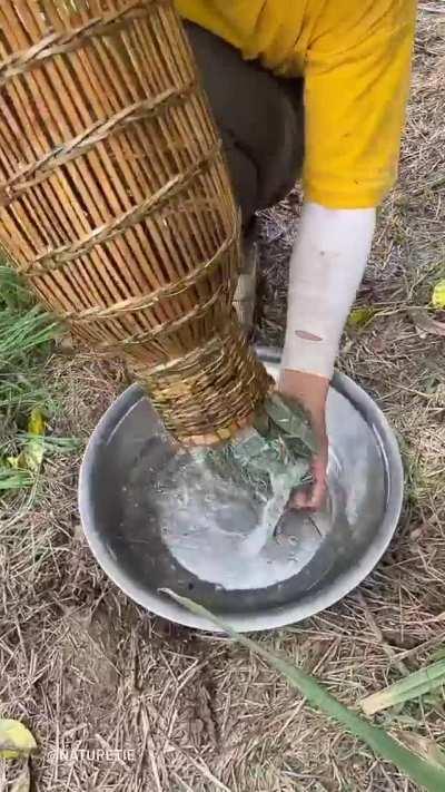 Emptying a fishtrap in the Phillipines (w/ bonus Turtle)