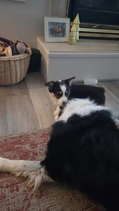 First time corgi owner! Him and my Aussie are getting along well.