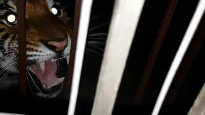 A scary tiger