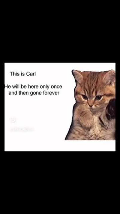 Say hey to Carl and drop some memes 