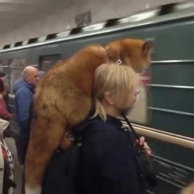 Firefox has gone mobile