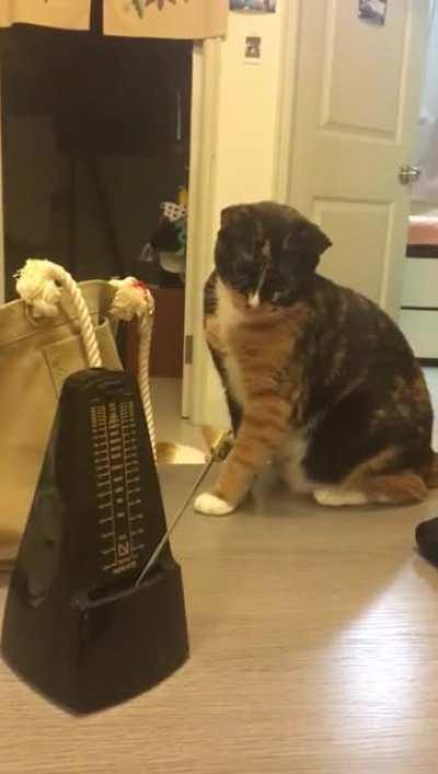Cats VS. Metronome.