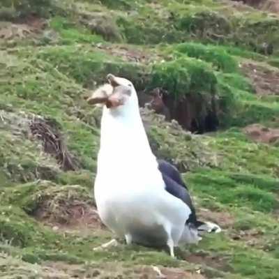 Just a bird eating a rabbit