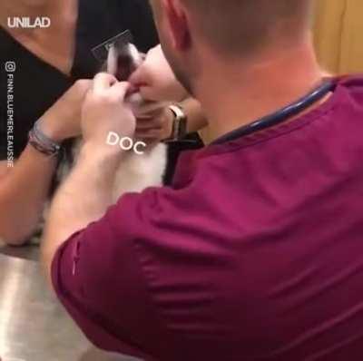 to feed the dog a medicine