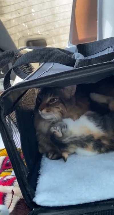 Get a little sister they said… It’ll be fun they said…