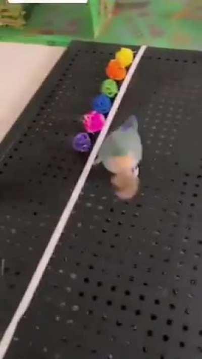 Wunk WILL sort balls based on color while listening to a groovy tune