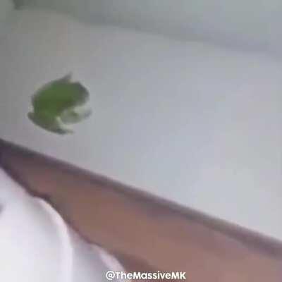 frog
