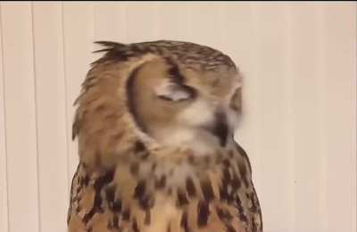 🔥 Have you ever heard an owl sneeze?