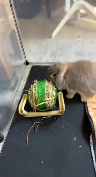 Chester wanted no part of my nonsense, but at least Cinnamon was willing 😈