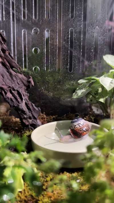 Have you ever seen a tree snail taking a bath?🛁