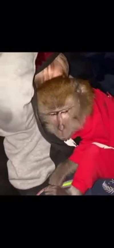 JUST HASBULLAH CHILLING WITH HIS MONKÈ