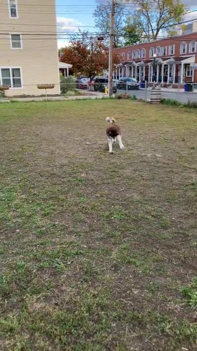 Day 1 of Training for the Olympic Fetch Team