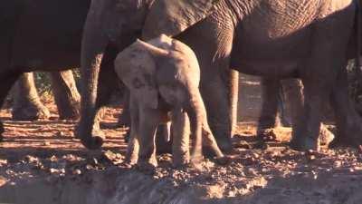 A baby elephant discovering their trunk
