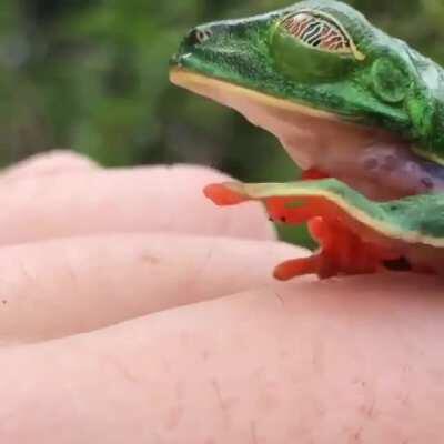 🔥 Red-eyed tree frog opening its eyes